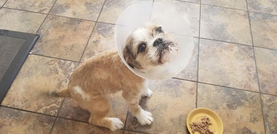 Daisy needed surgery for a hernia