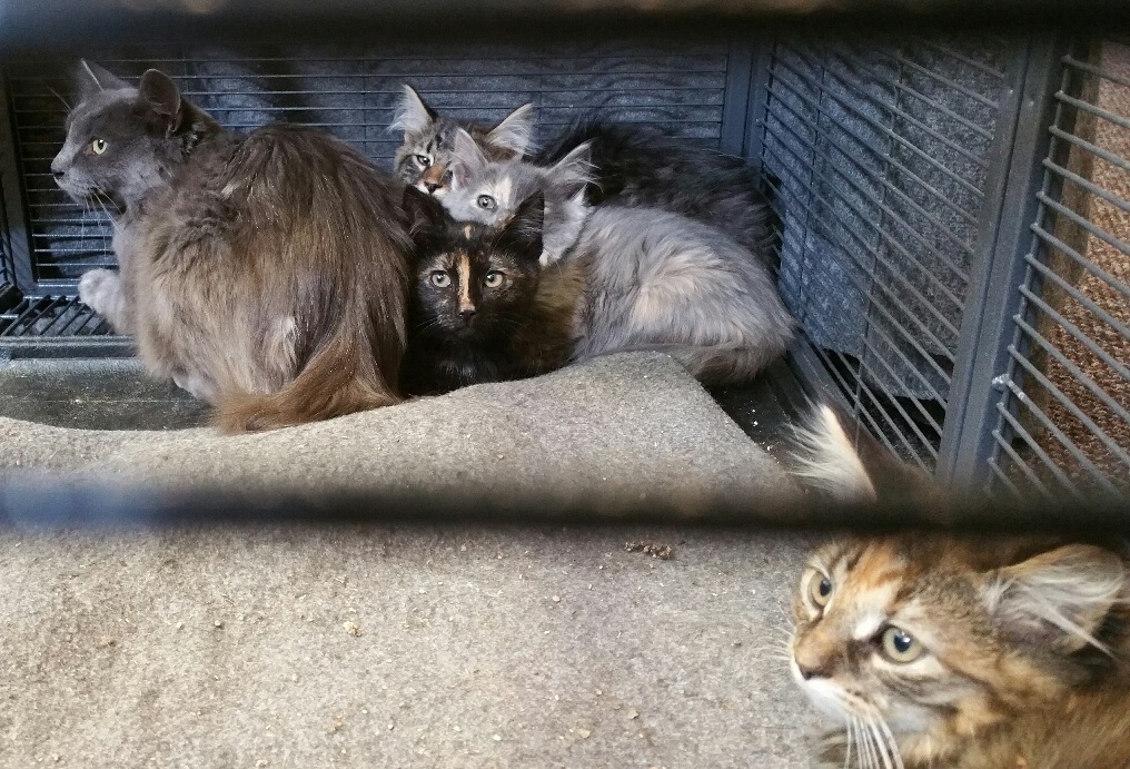 Lexie, Meredith, Luna and Max