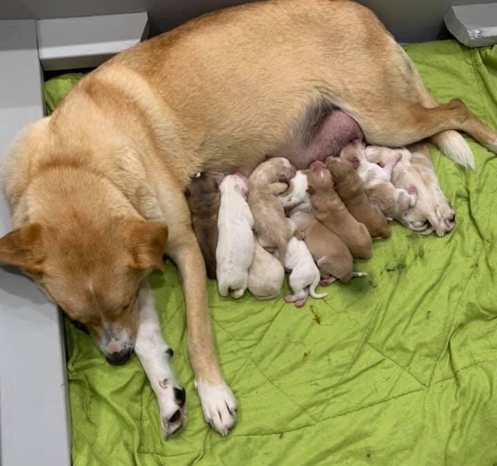 Kee and her 13 pups
