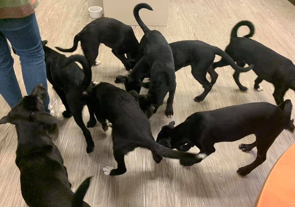 Eight puppy intake