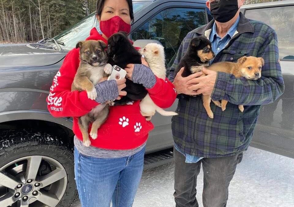 Five new puppies!