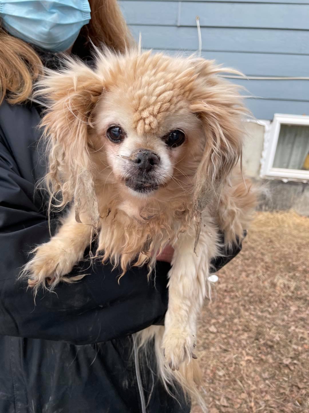 March 28 intakes (including 2 seniors in urgent need of care)