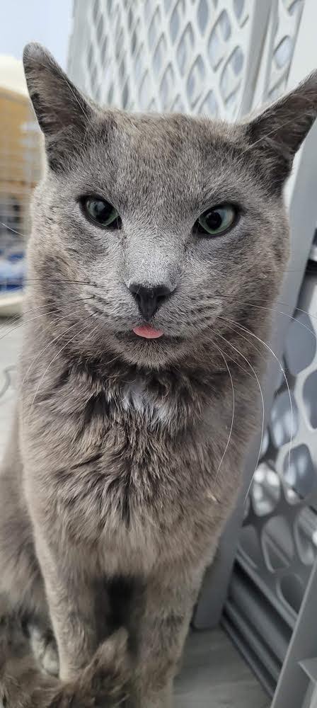 Ascot has feline Stomatitis