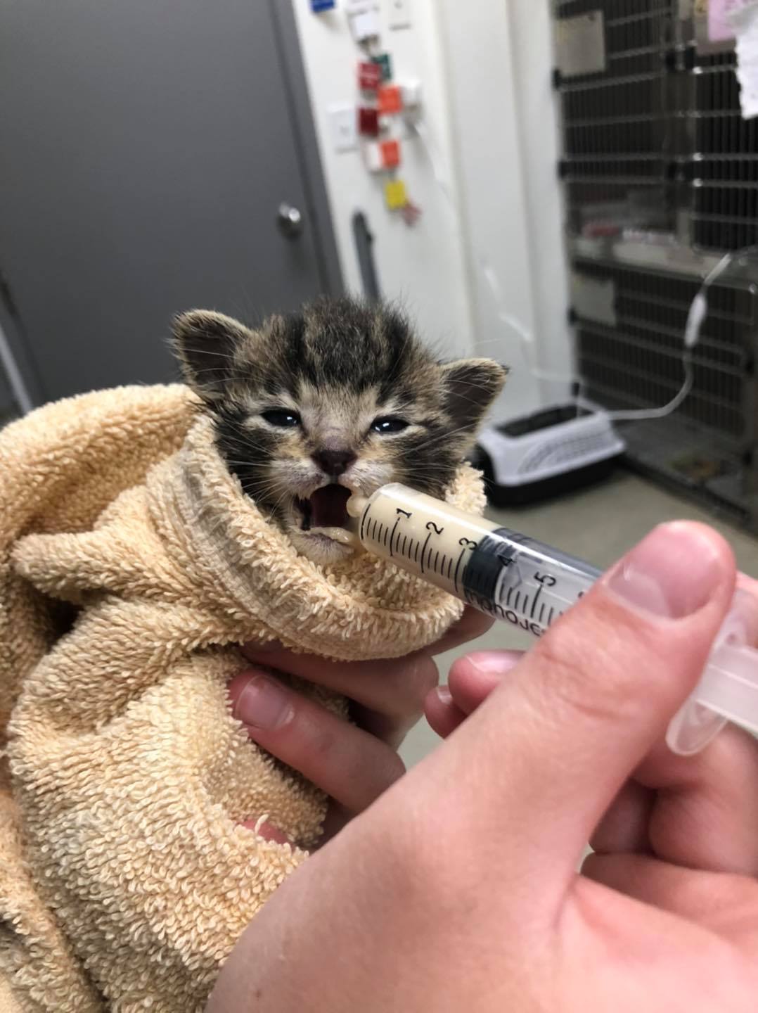 Kittens found along a highway