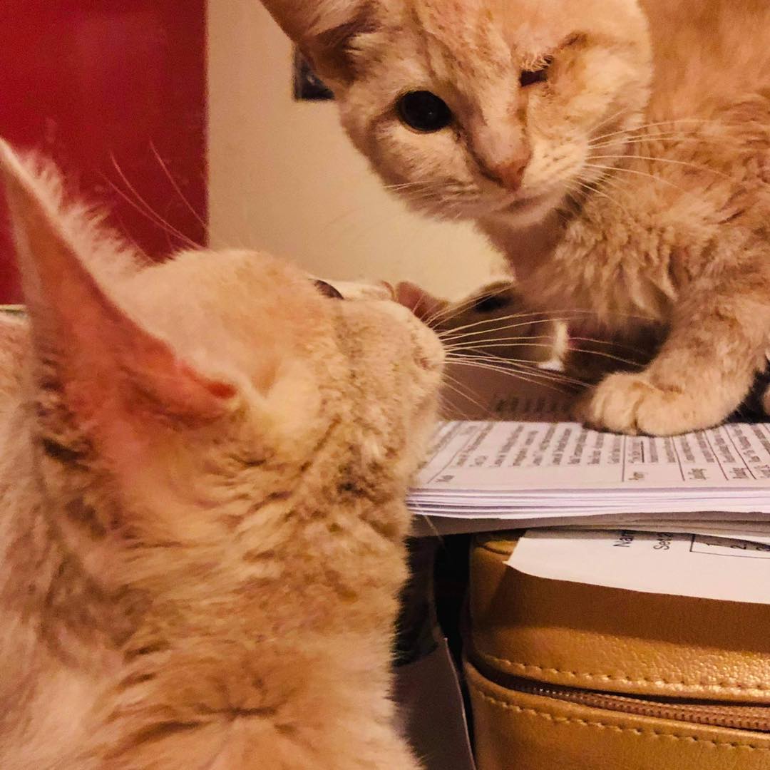Kimber