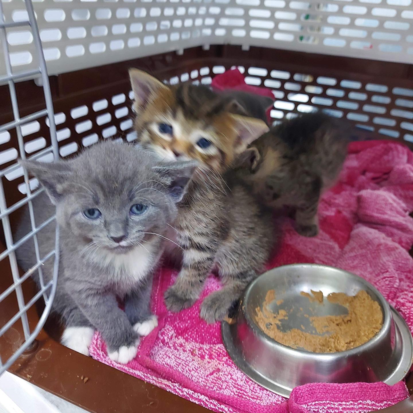 Abandoned kittens