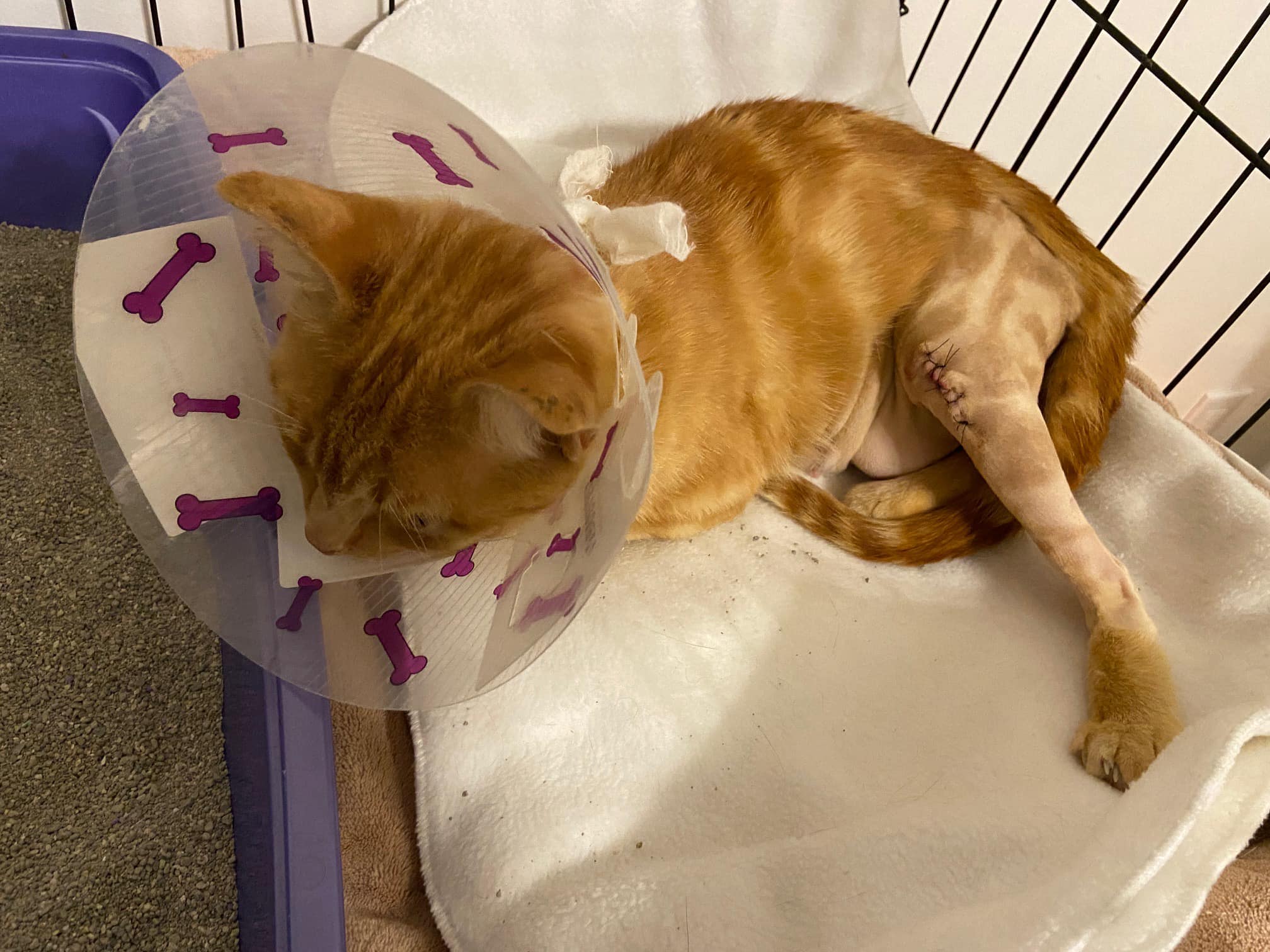 Surgery updates!