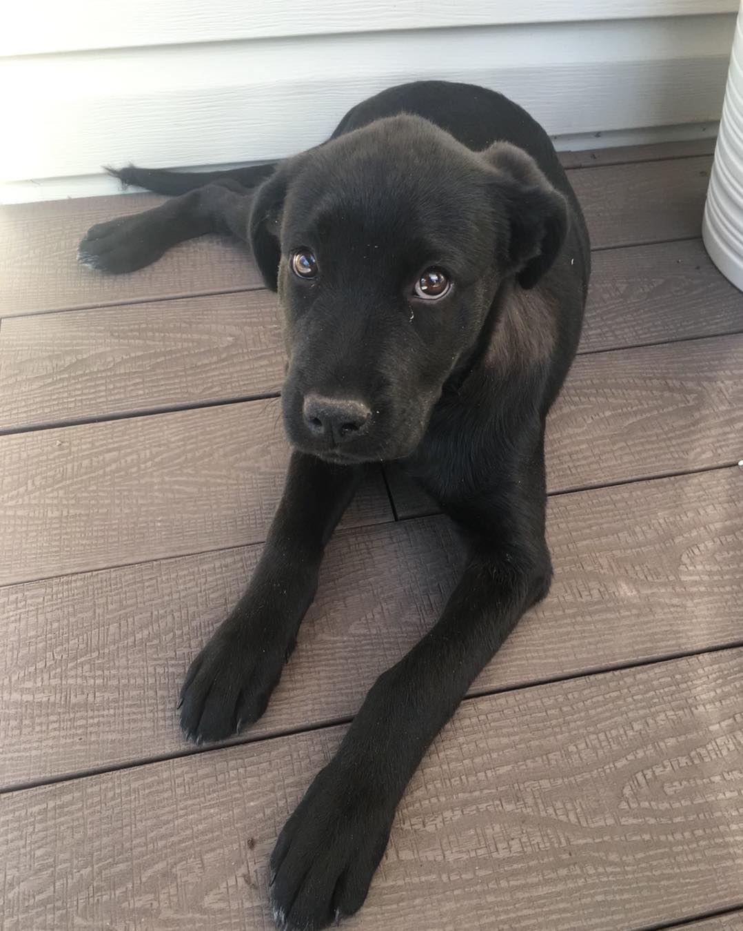 Zoey