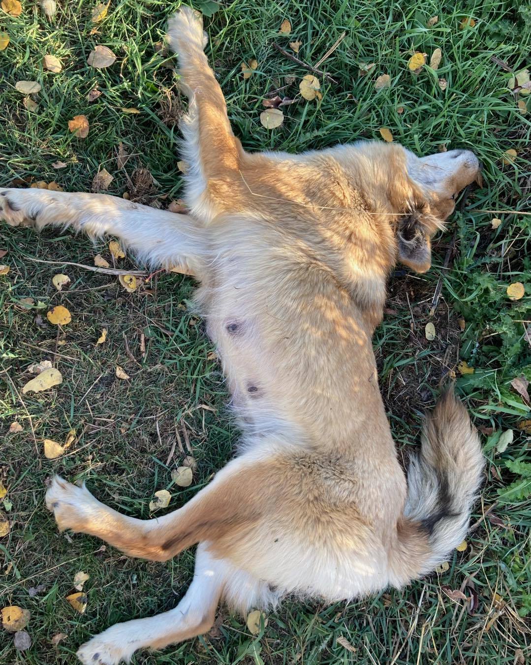 Emergency rescue of Brownie (RIP) and pups