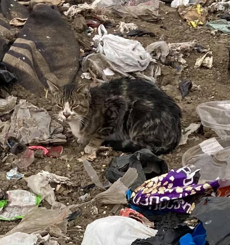 Fritz was found at a dump