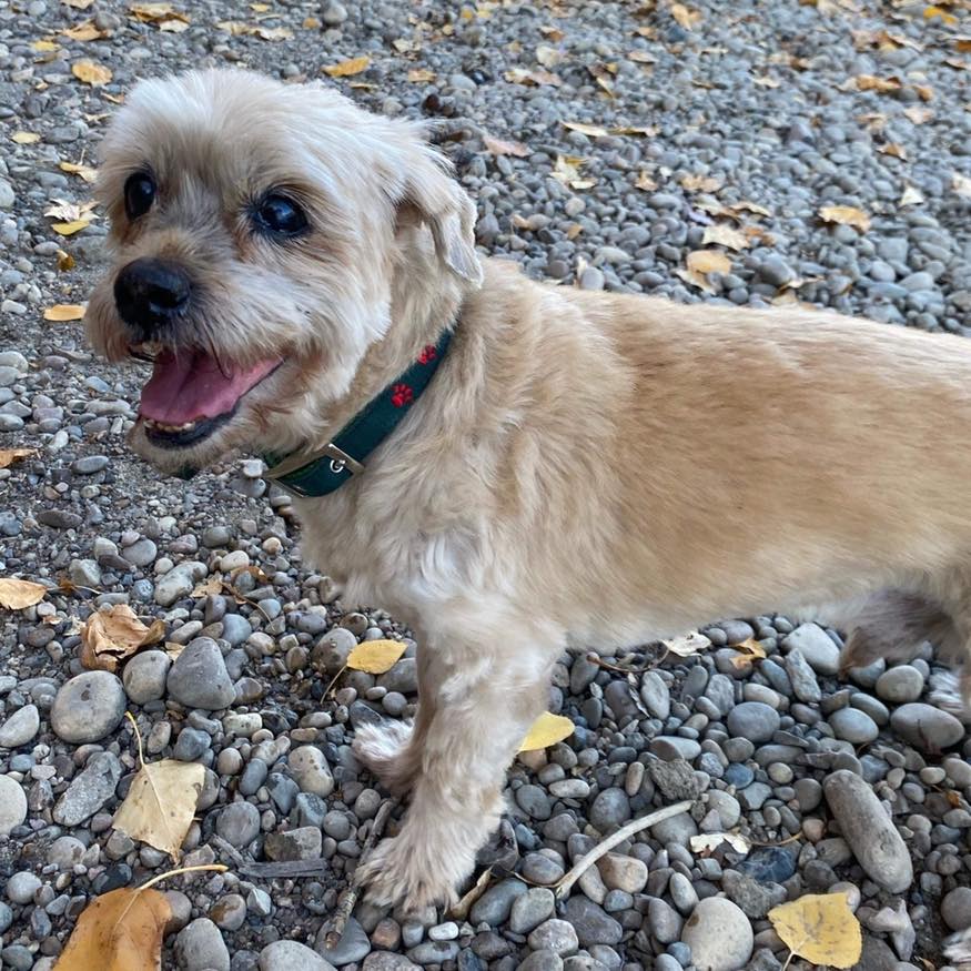 Snickers needed dental care