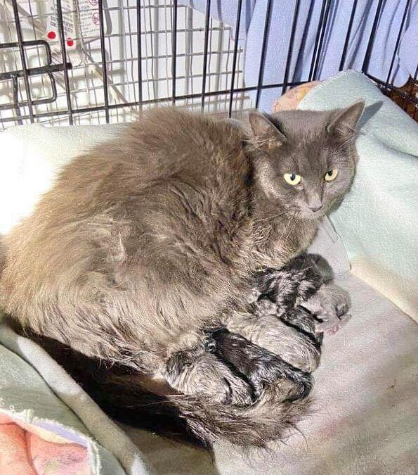 Feral mom and kittens