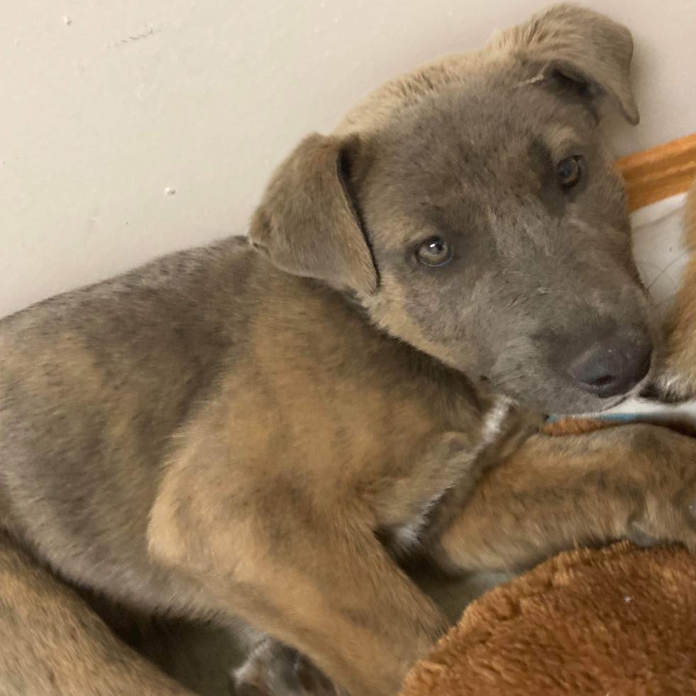 Update on our four dump puppies