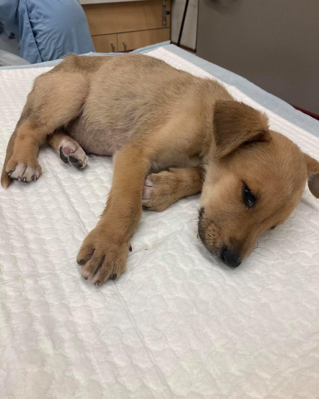 Baby has parvo
