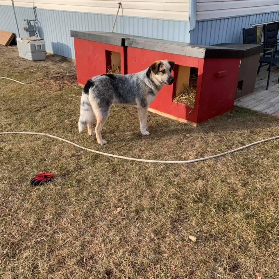 W4W Pet Shelter Delivery Day