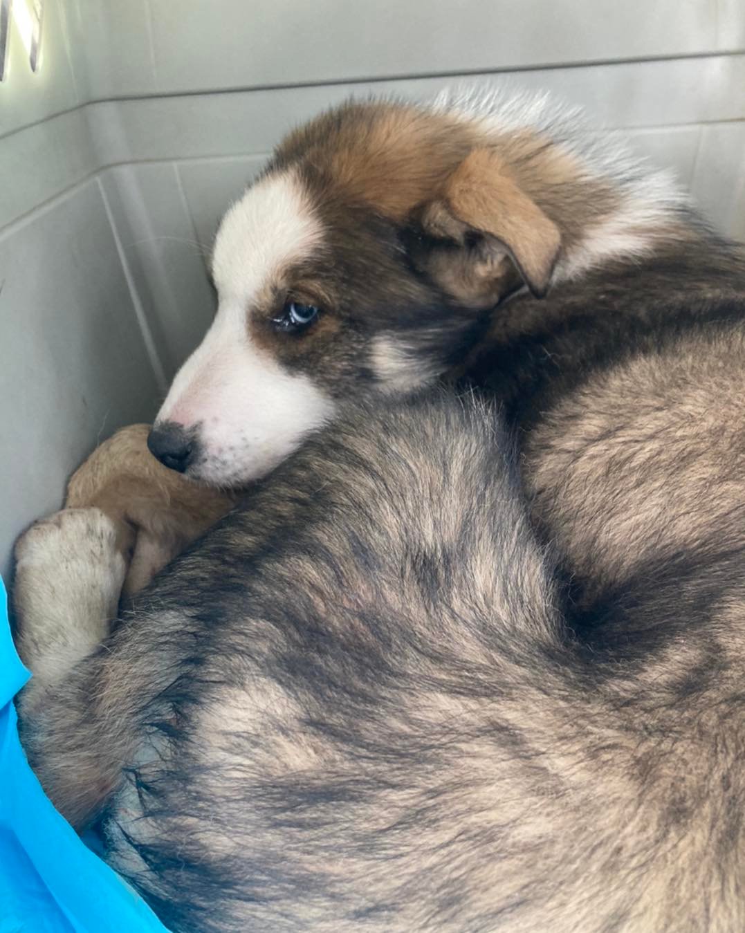 Cameron had parvo (RIP)