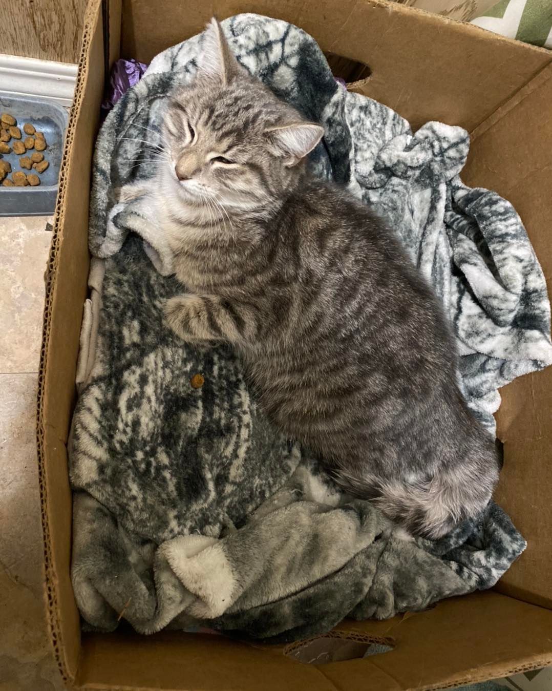 Kitty (in memory)