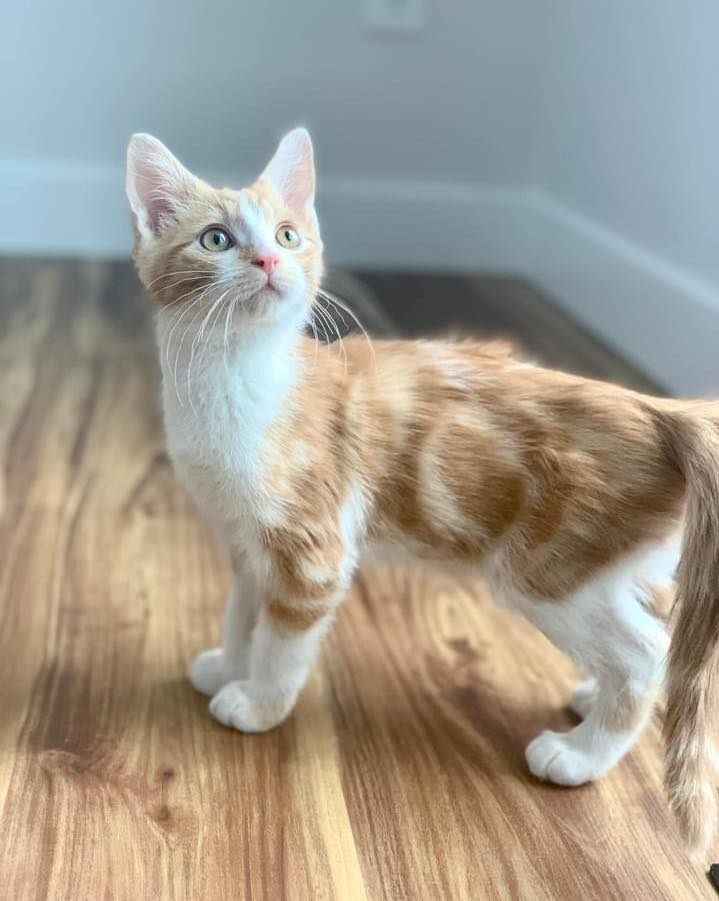 This kitten was tossed into the garbage