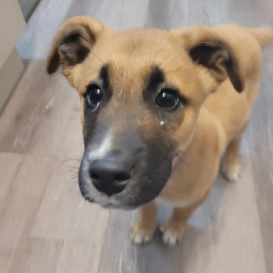 Simba