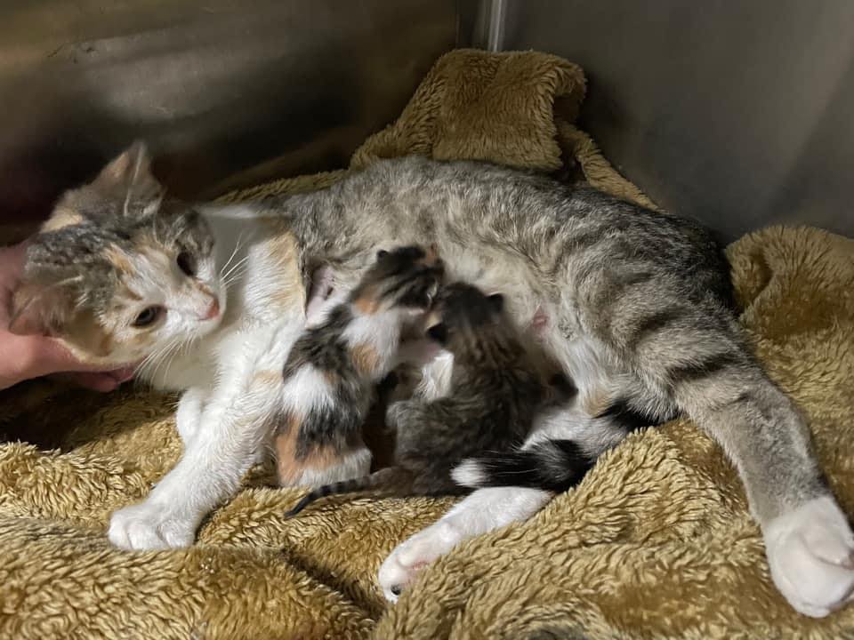 Young cat and her new kittens