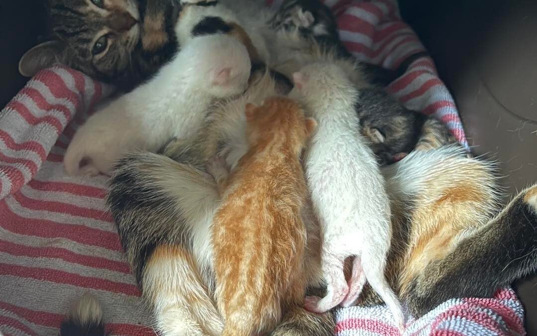 New kittens born safely in SCARS’ care