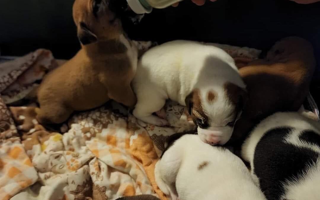These 13-day-old puppies needed our help!
