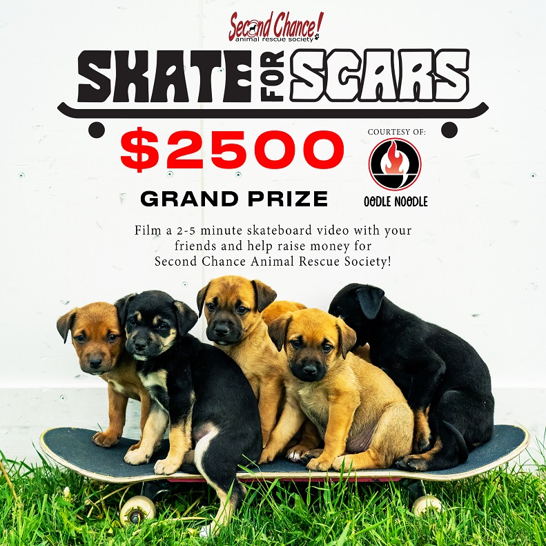 Winners and Event Summary Skate for SCARS Video Showcase 2022 - SCARS