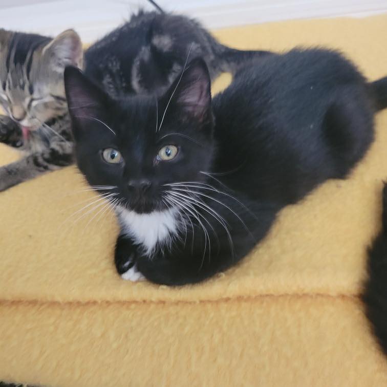 Kitten rescues
