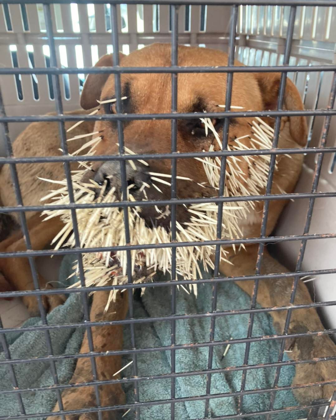 Emergency intake with porcupine quills