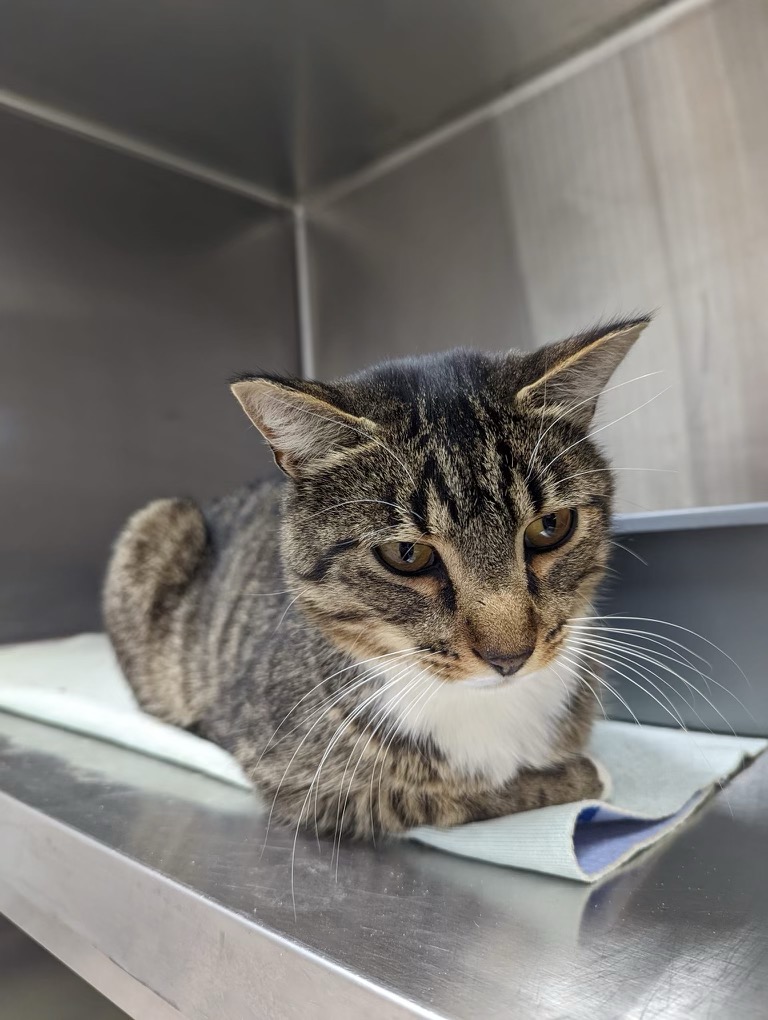 Three Found Cats Are You Missing Me SCARS